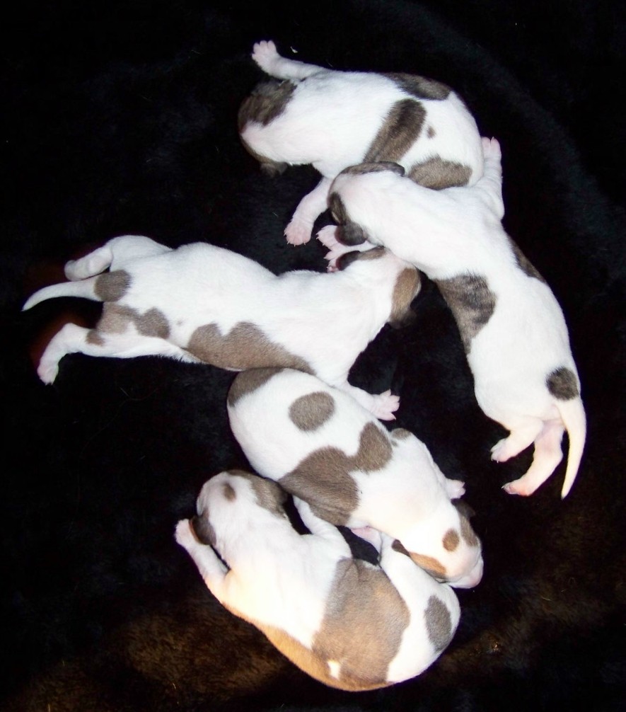 Whippet Puppies