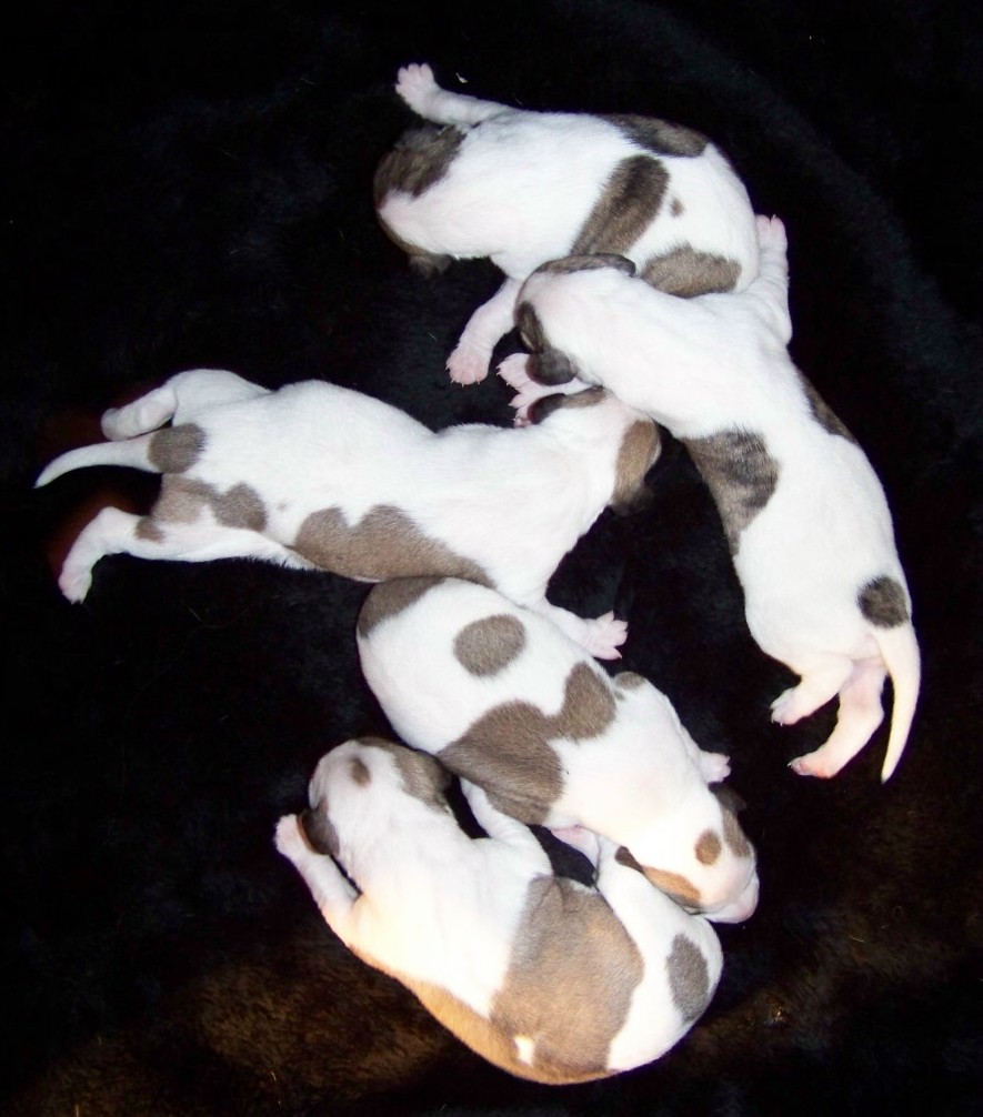 Whippet Puppies