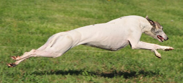 Lure Coursing